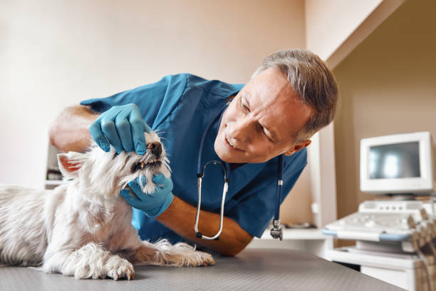 Best Emergency X-Rays and Diagnostics in Port Charlotte, FL
